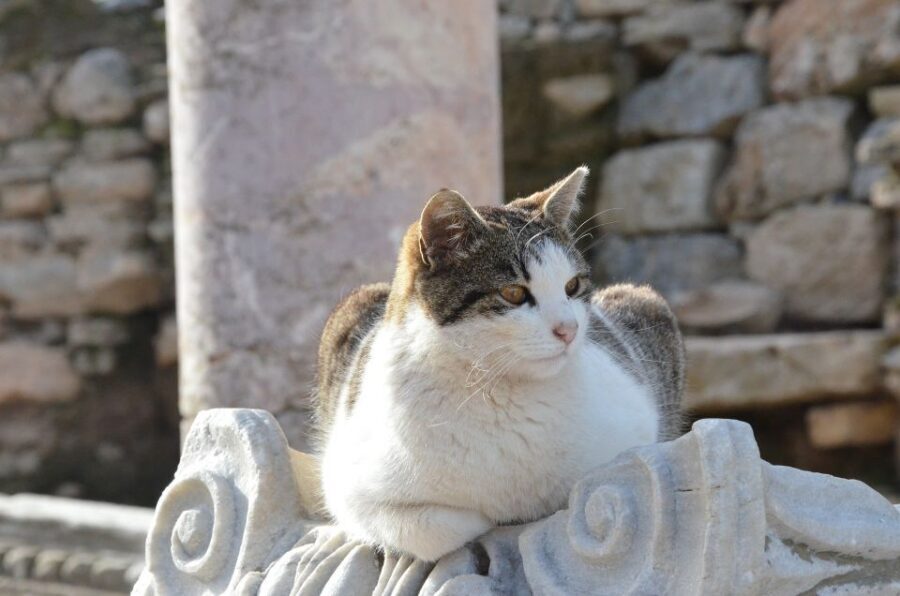 From Kusadasi Port: Ephesus Tour with Skip-the-Line Entry - Price and Value: Is $55 a Good Deal?