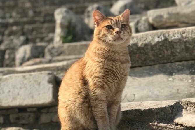 Private Tour : Customized Ephesus Tour for Cruisers from Kusadasi Ephesus Port - The value of a $39 private tour (and what’s extra)